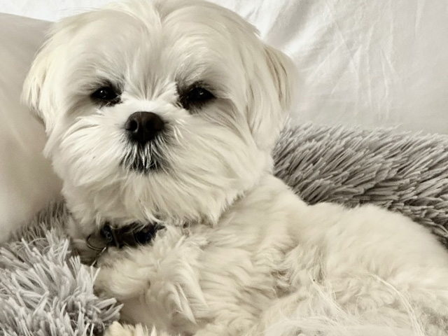 Dog-Friendly Hotel Cotswolds: The Old Stocks Inn, Stow