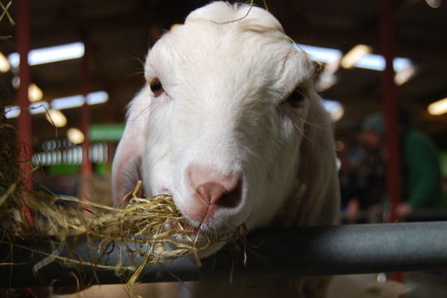 Cotswold Farm Park: Cotswold Bucket List, The Old Stocks Inn