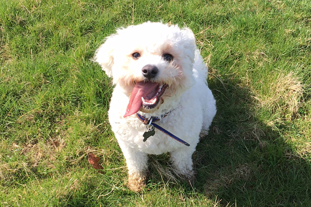 Dog-Friendly Hotel Cotswolds: The Old Stocks Inn, Stow