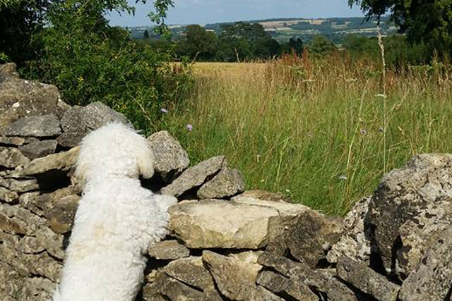 Dog-Friendly Hotel Cotswolds: The Old Stocks Inn, Stow