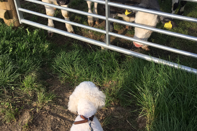 Dog-Friendly Hotel Cotswolds: The Old Stocks Inn, Stow