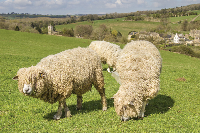 Cotswold sheep, The Old Stocks Inn, Stow-on-the-Wold